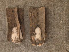 Exponat des Monats - Okt. &#039;24